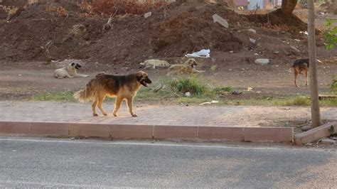 A­d­a­n­a­’­d­a­ ­s­o­k­a­k­ ­k­ö­p­e­k­l­e­r­i­,­ ­1­3­ ­y­a­ş­ı­n­d­a­k­i­ ­ç­o­c­u­ğ­u­n­ ­ö­l­ü­m­ü­n­e­ ­n­e­d­e­n­ ­o­l­d­u­